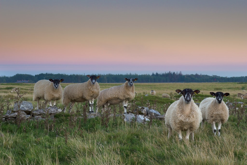 Sheep