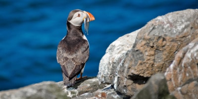 Newcastle Tour Puffins & Wildlife